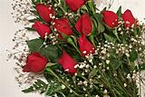 Click image for larger version

Name:	roses.jpg
Views:	138
Size:	48.0 KB
ID:	783503